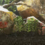 akvariesand 25 kg 0,2-2 mm sort