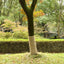juterulle 1x25 m 200 gsm 100 % jute