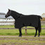 Hestetæppe Sort 155 cm Polyester
