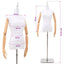 Justerbar mannequin 165-213 cm med base Kvinde PP Hvid